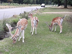 Richmond Park: Free-roaming deer